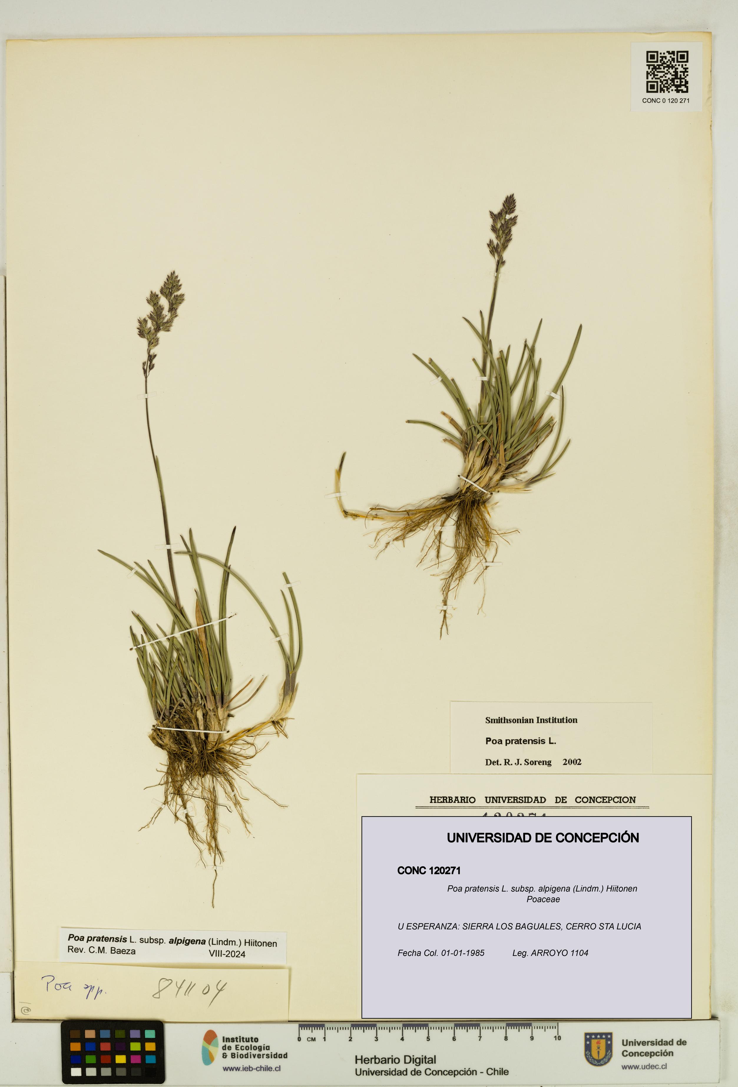 Poa pratensis [Espécimen: UDEC:CONC:0120271]
