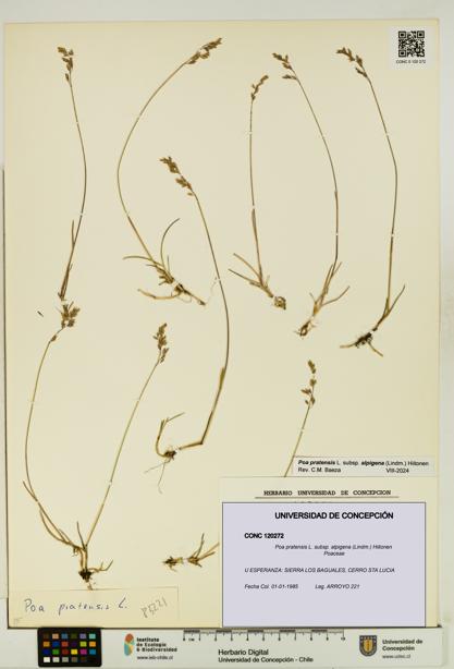 Poa pratensis [Espécimen: UDEC:CONC:0120272]