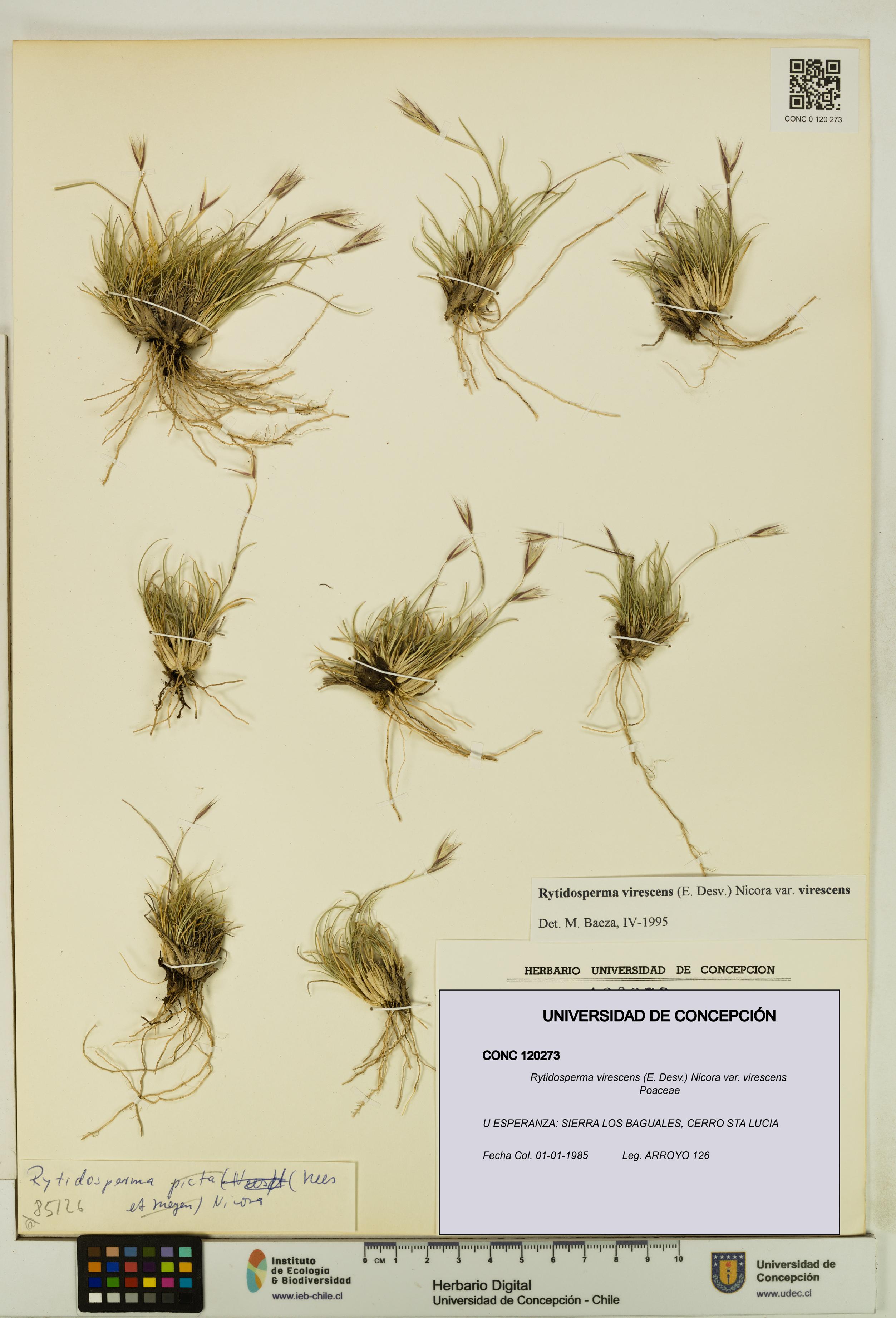 Rytidosperma virescens var. virescens [Espécimen: UDEC:CONC:0120273]