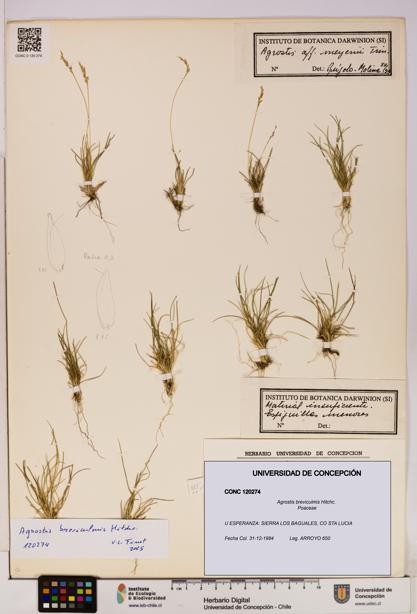 Agrostis breviculmis [Espécimen: UDEC:CONC:0120274]
