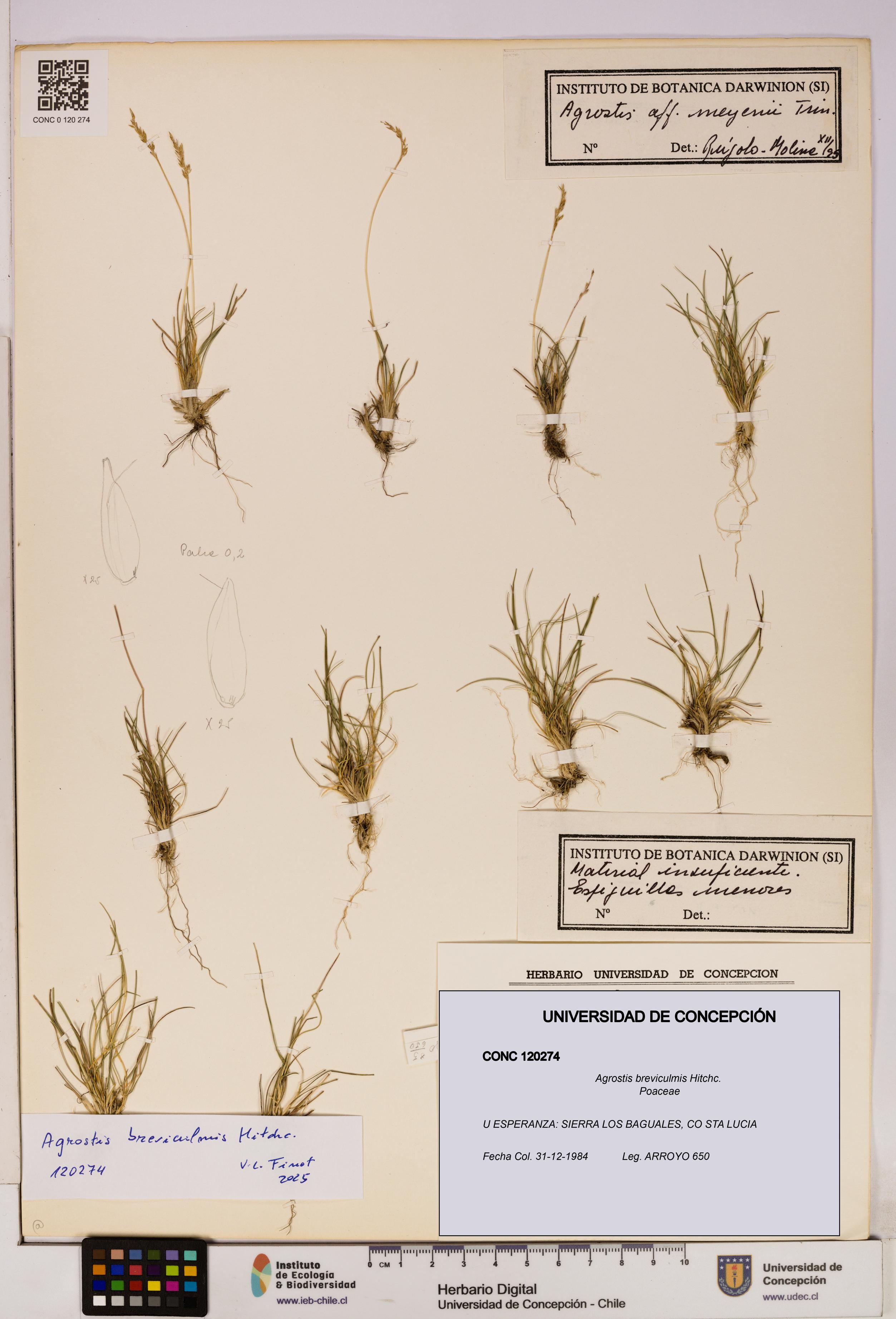 Agrostis breviculmis [Espécimen: UDEC:CONC:0120274]