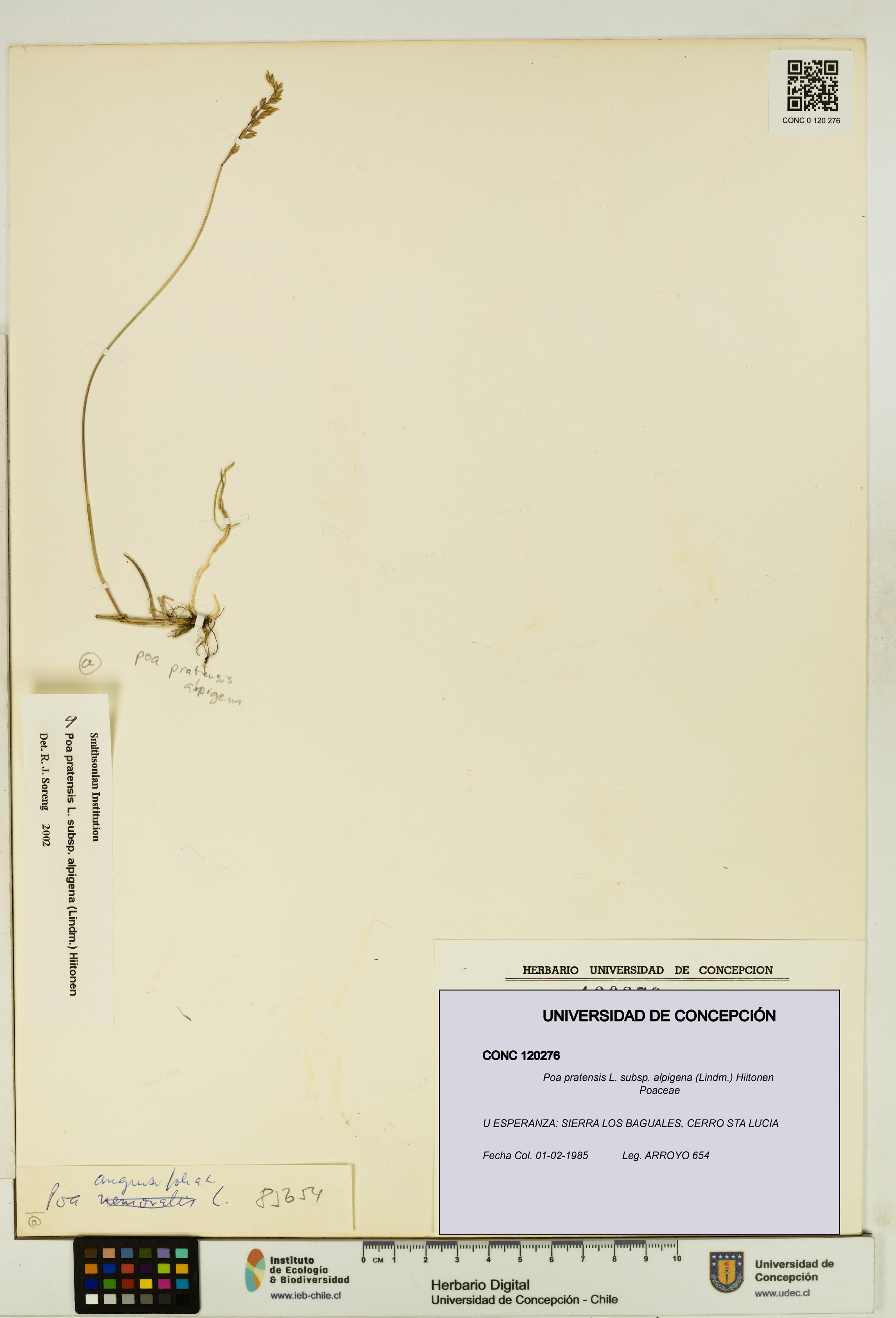 Poa pratensis [Espécimen: UDEC:CONC:0120276]