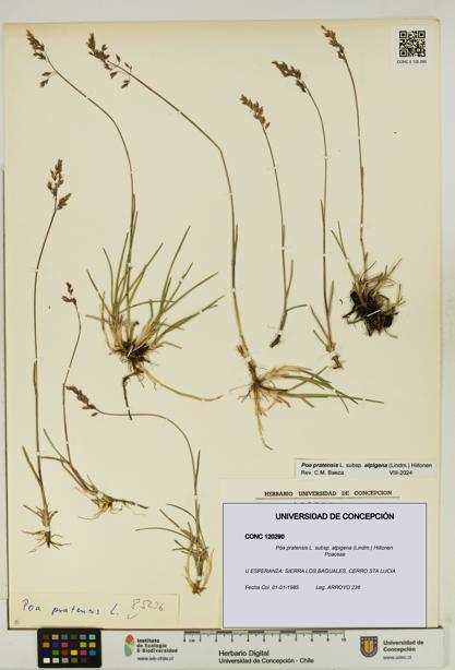 Poa pratensis [Espécimen: UDEC:CONC:0120290]