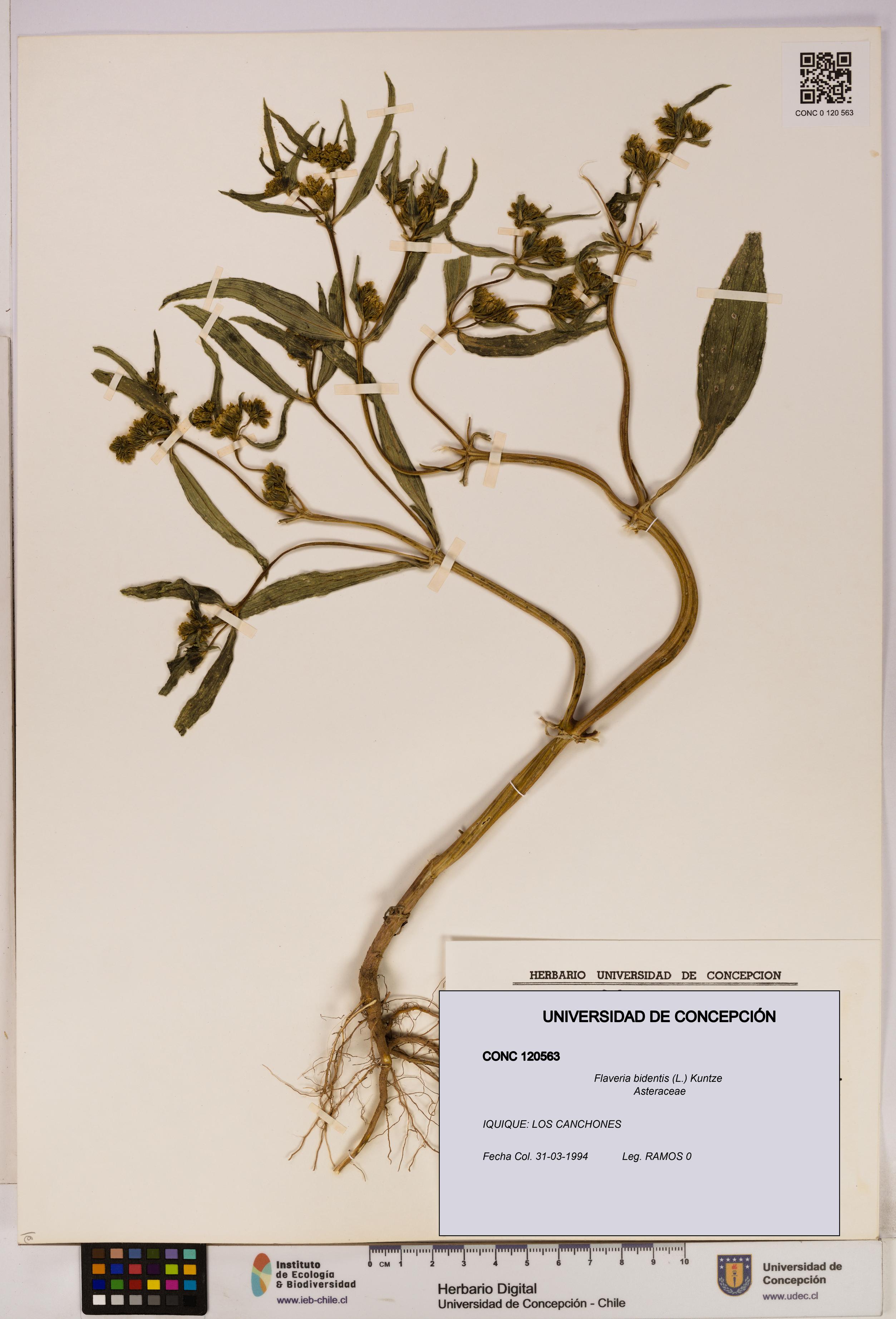 Flaveria bidentis [Espécimen: UDEC:CONC:0120563]