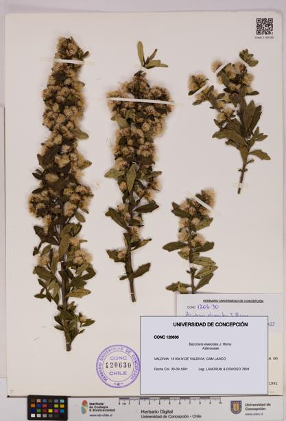 Baccharis elaeoides [Espécimen: UDEC:CONC:0120630]