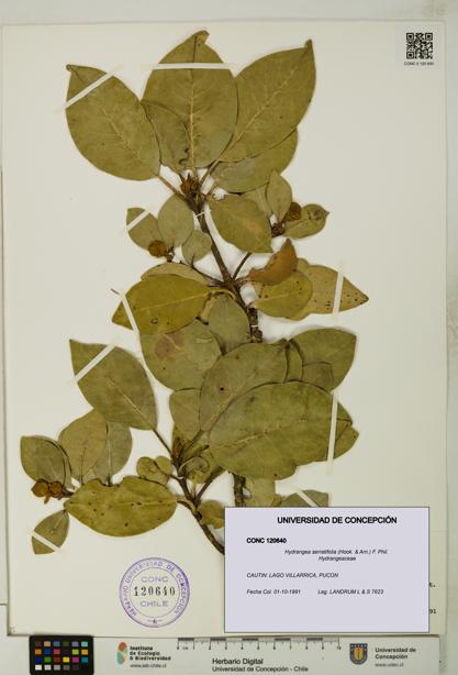 Hydrangea serratifolia [Espécimen: UDEC:CONC:0120640]