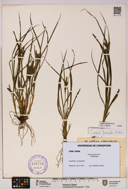 Carex fuscula [Espécimen: UDEC:CONC:0120783]