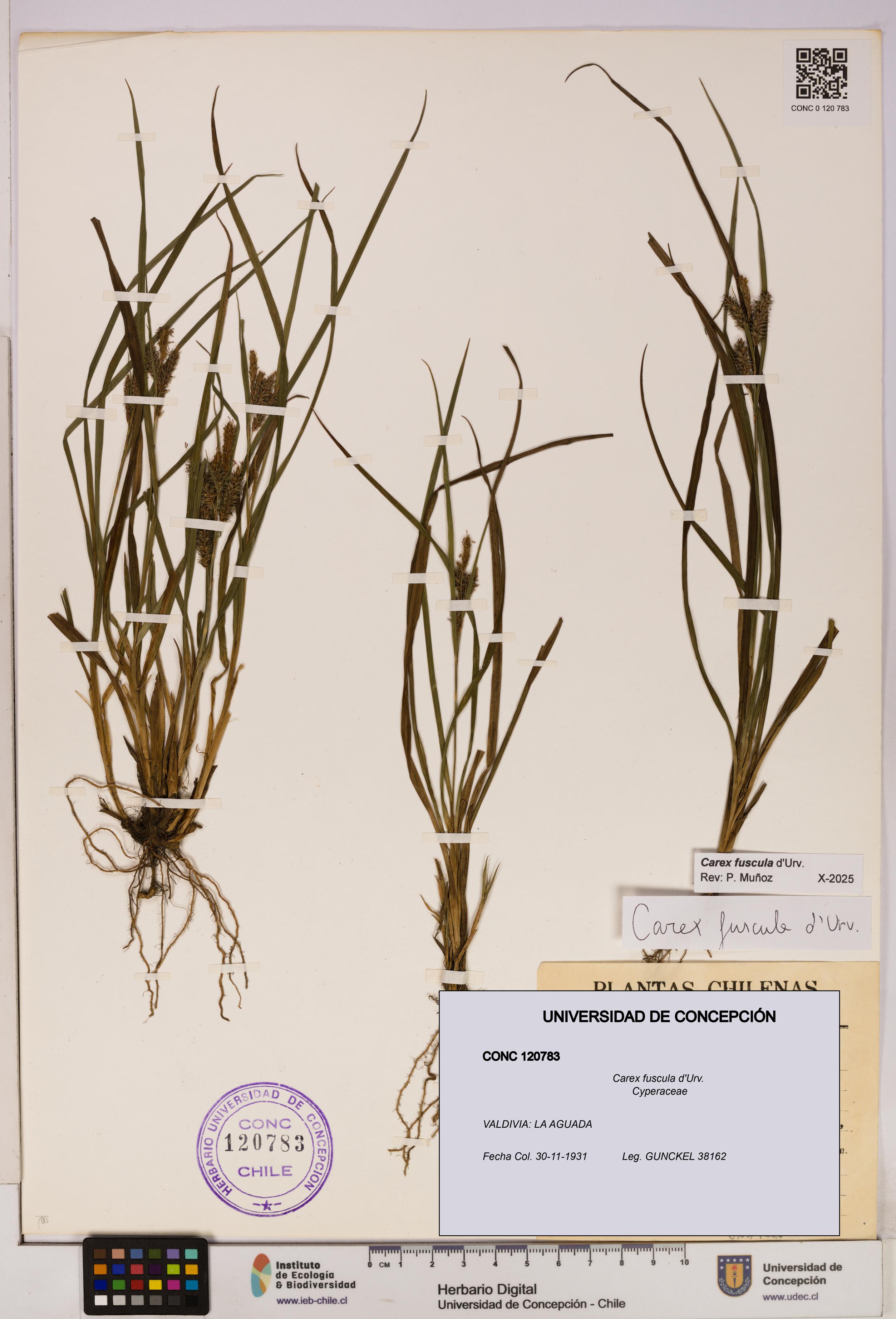 Carex fuscula [Espécimen: UDEC:CONC:0120783]