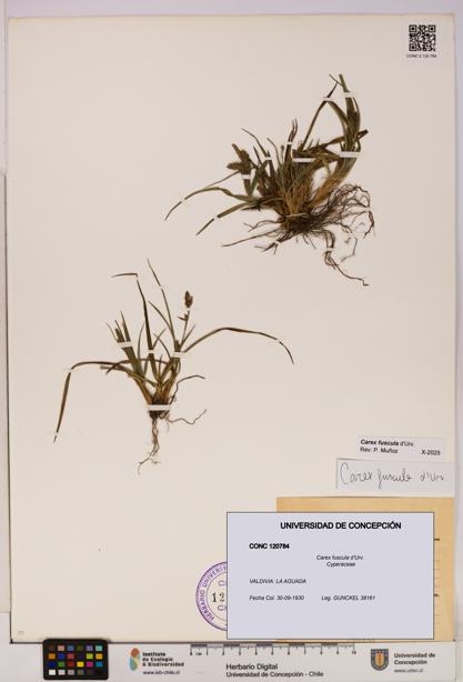Carex fuscula [Espécimen: UDEC:CONC:0120784]