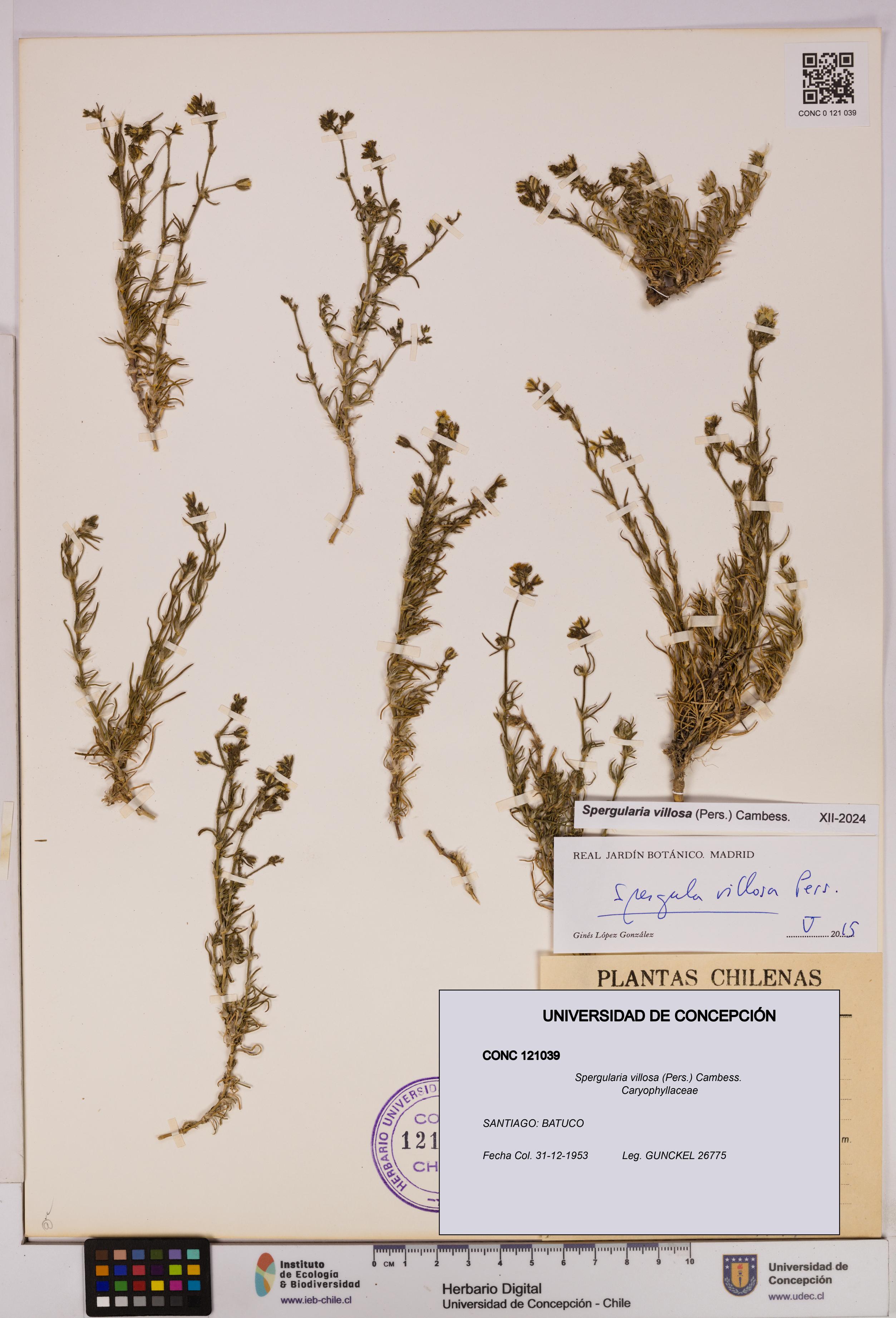 Spergularia villosa [Espécimen: UDEC:CONC:0121039]