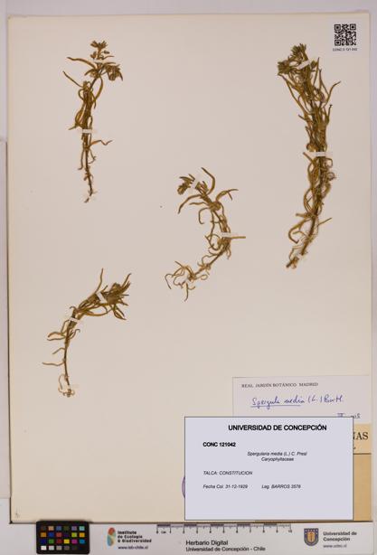 Spergularia media [Espécimen: UDEC:CONC:0121042]