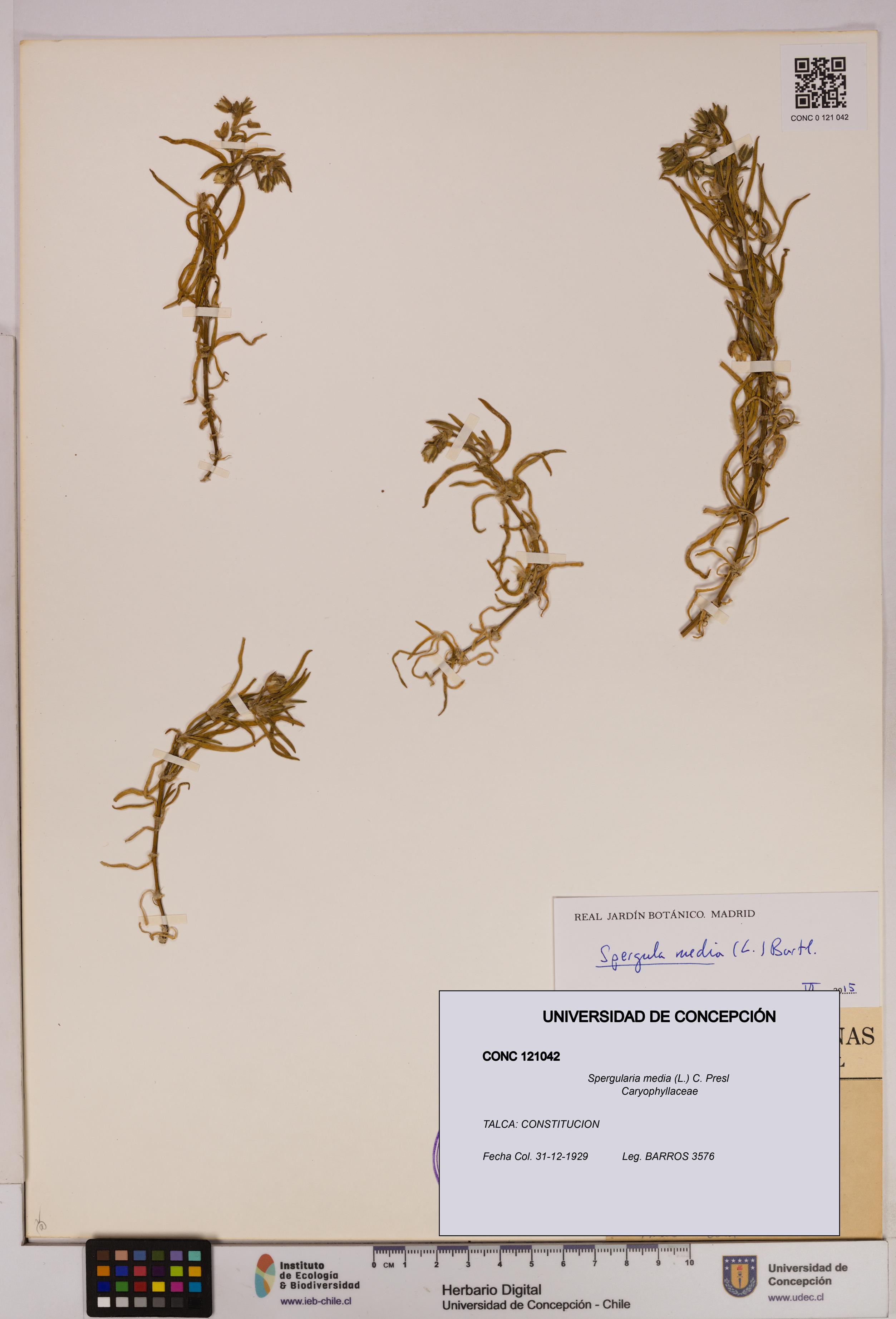 Spergularia media [Espécimen: UDEC:CONC:0121042]