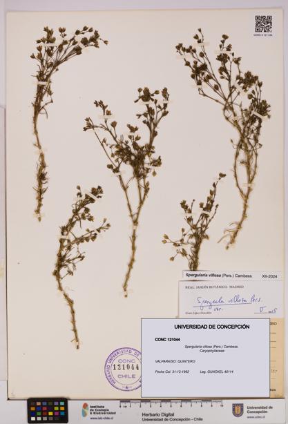 Spergularia villosa [Espécimen: UDEC:CONC:0121044]