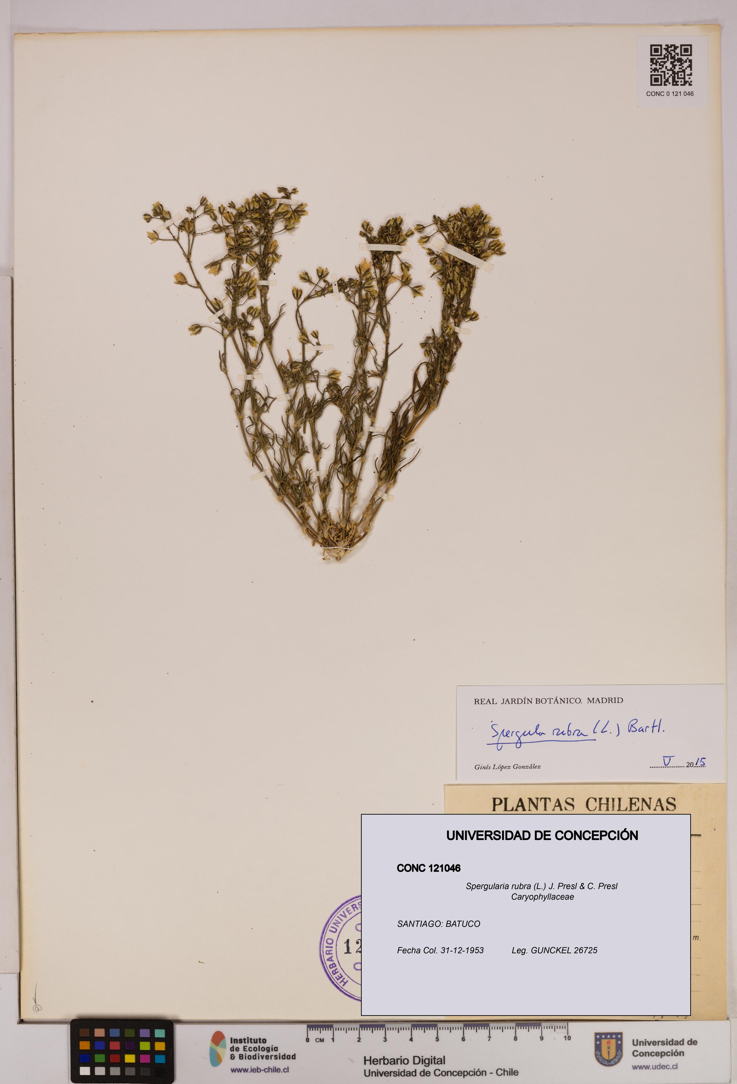 Spergularia rubra [Espécimen: UDEC:CONC:0121046]
