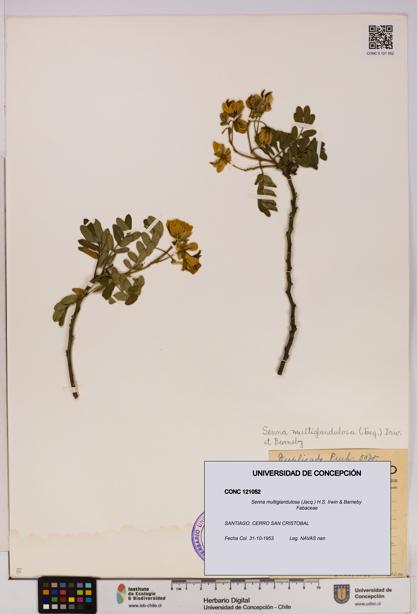 Senna multiglandulosa [Espécimen: UDEC:CONC:0121052]