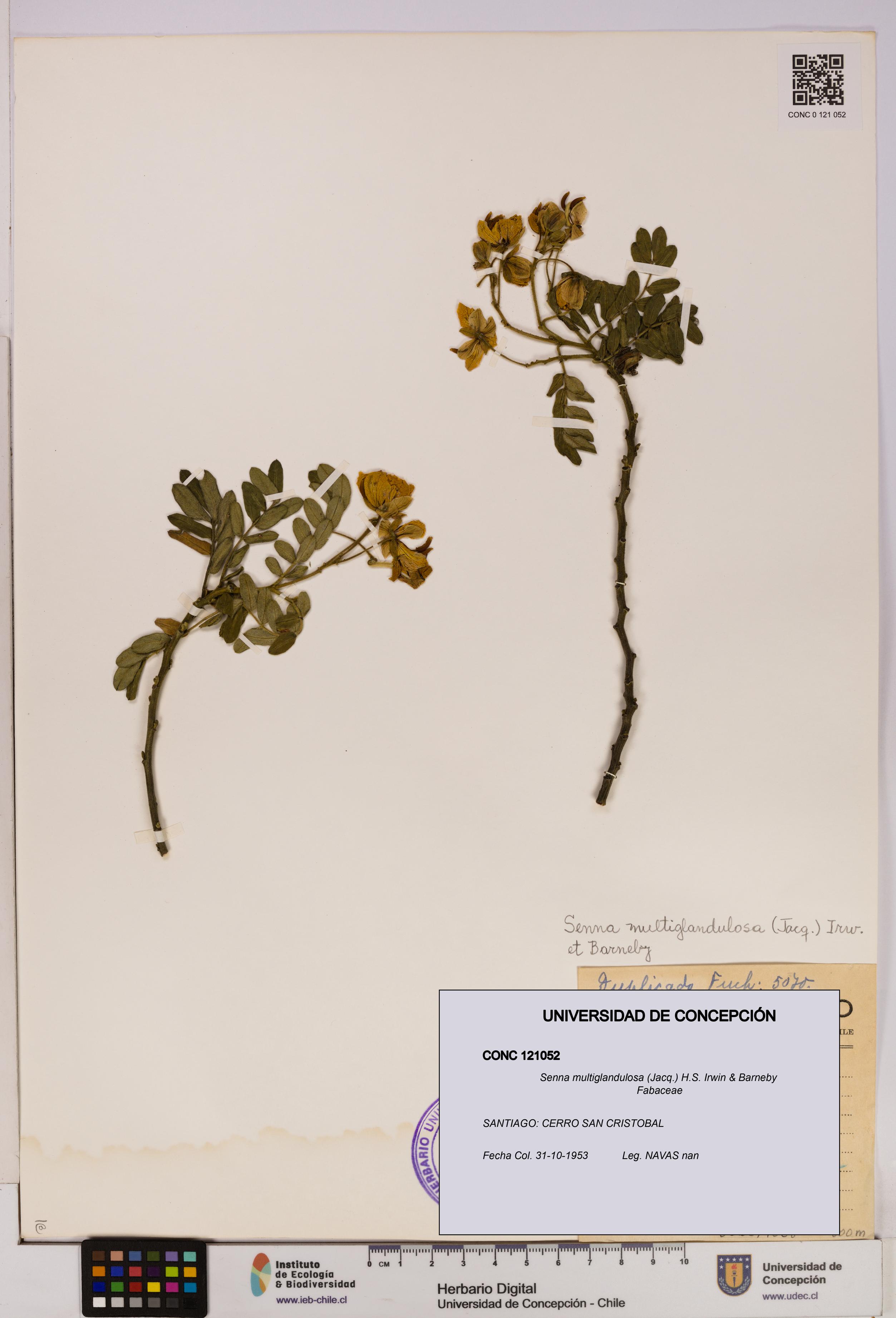 Senna multiglandulosa [Espécimen: UDEC:CONC:0121052]