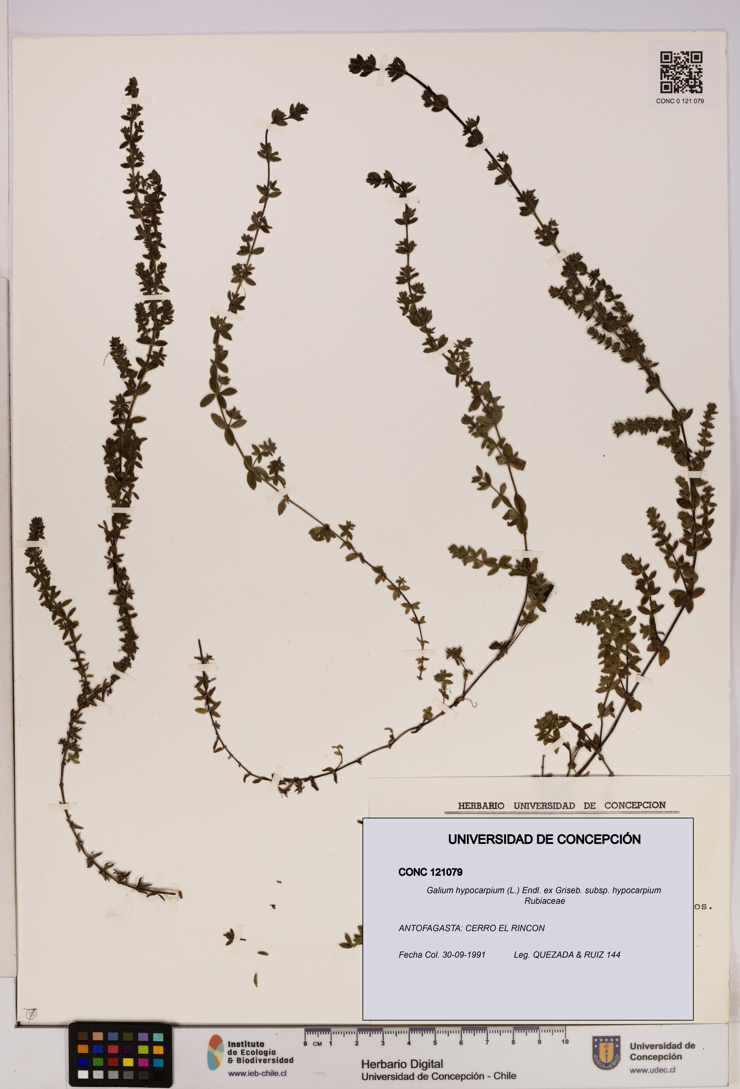 Galium hypocarpium subsp. hypocarpium [Espécimen: UDEC:CONC:0121079]