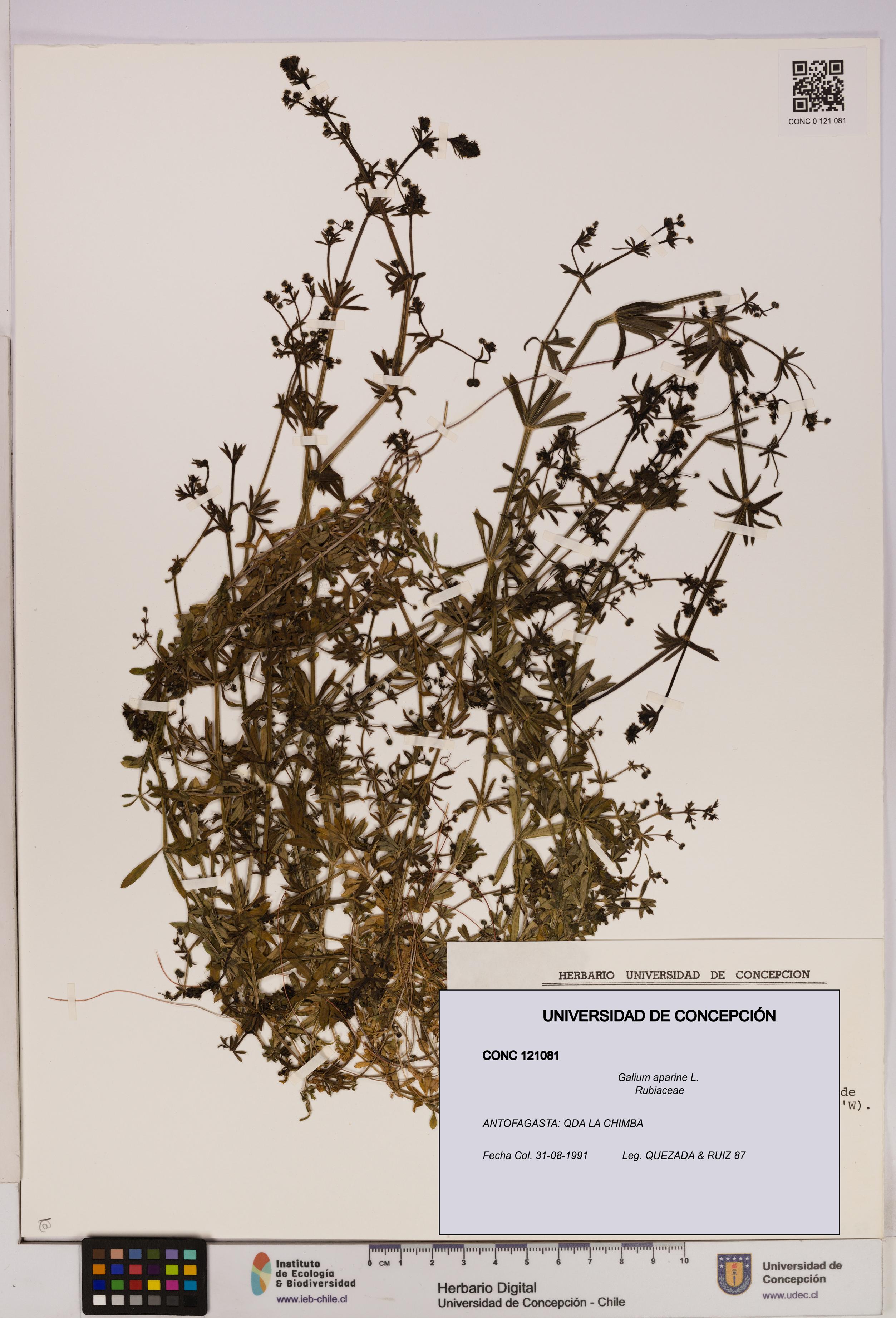 Galium aparine [Espécimen: UDEC:CONC:0121081]