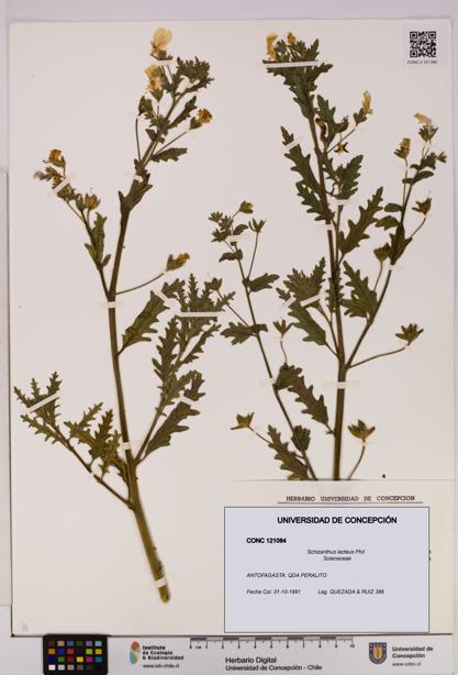 Schizanthus lacteus [Espécimen: UDEC:CONC:0121084]