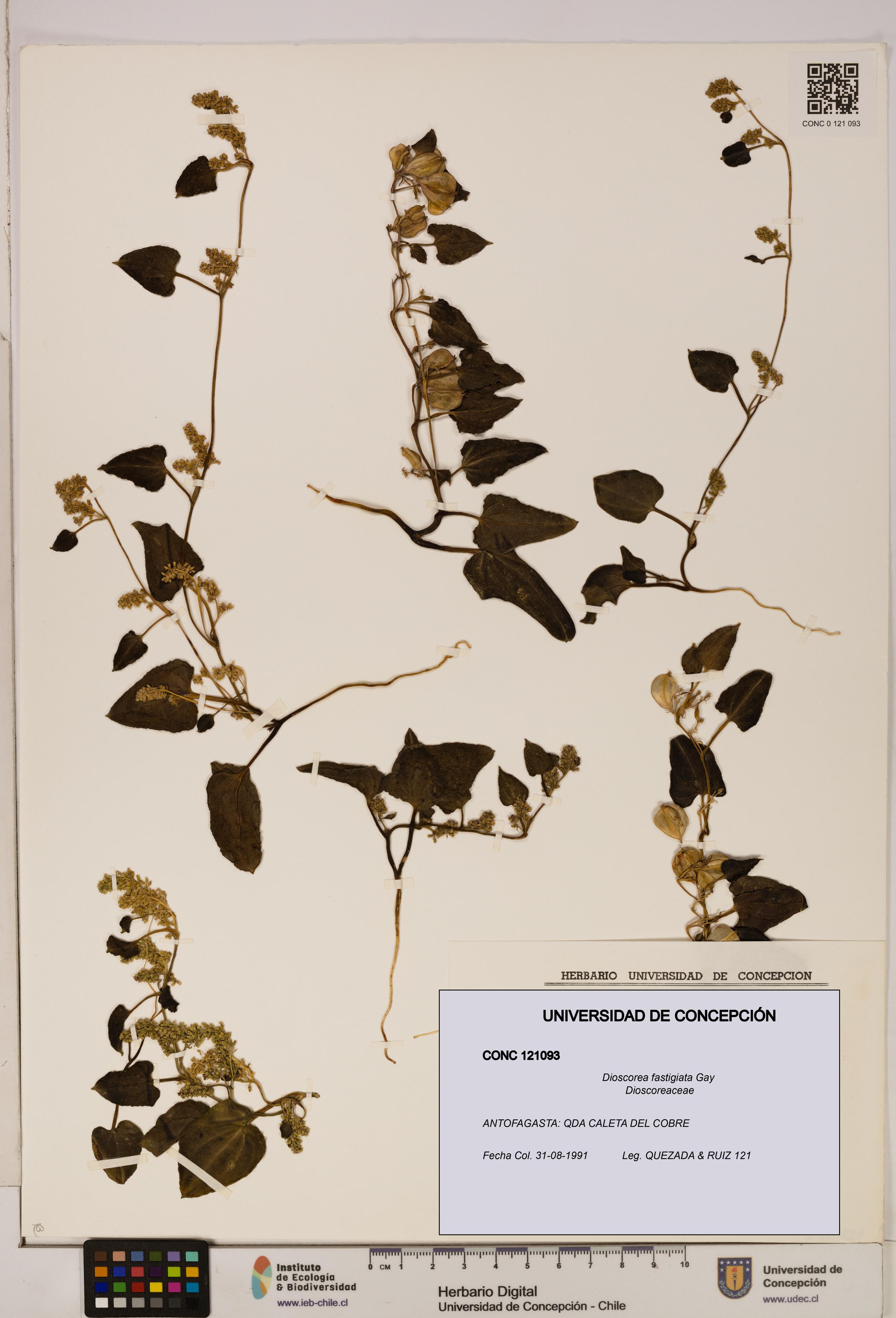 Dioscorea fastigiata [Espécimen: ]