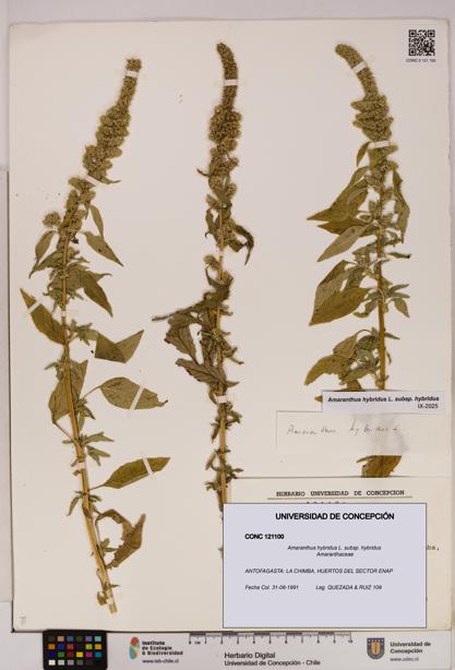 Amaranthus hybridus [Espécimen: UDEC:CONC:0121100]