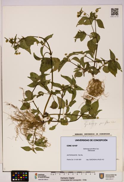 Galinsoga parviflora [Espécimen: UDEC:CONC:0121107]