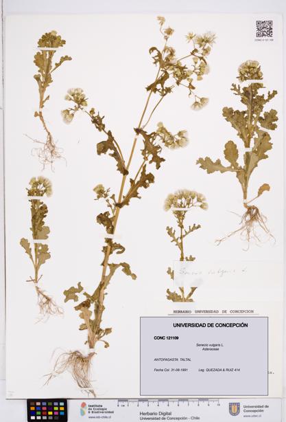 Senecio vulgaris [Espécimen: ]