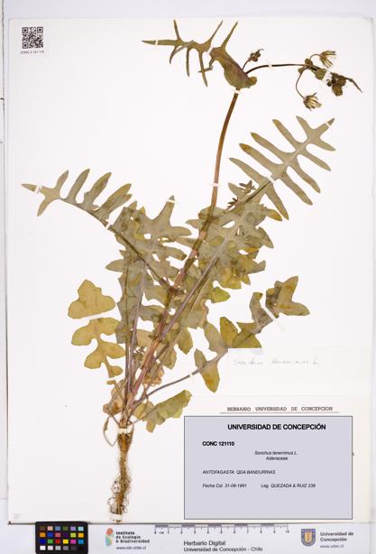 Sonchus tenerrimus [Espécimen: ]