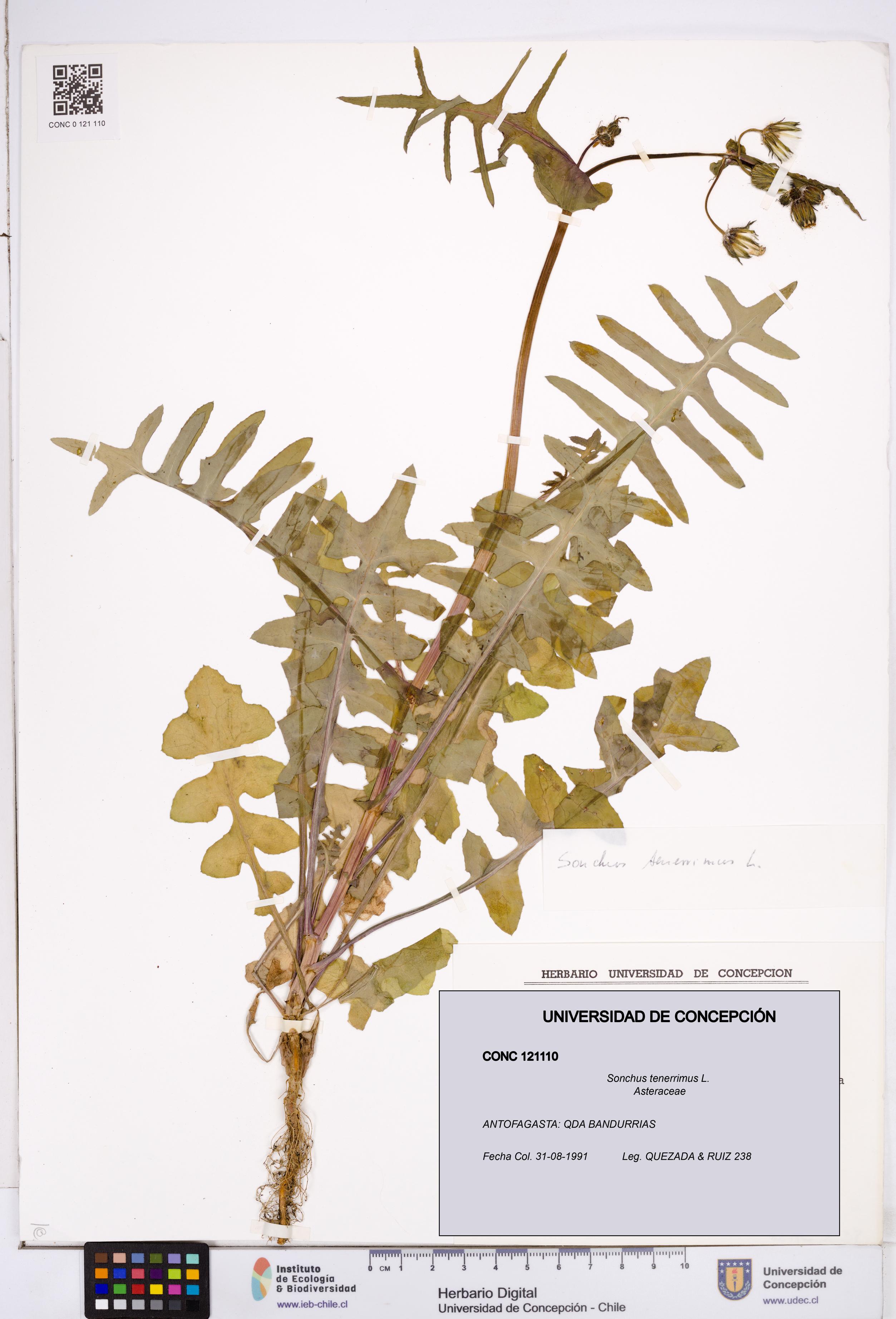 Sonchus tenerrimus [Espécimen: ]