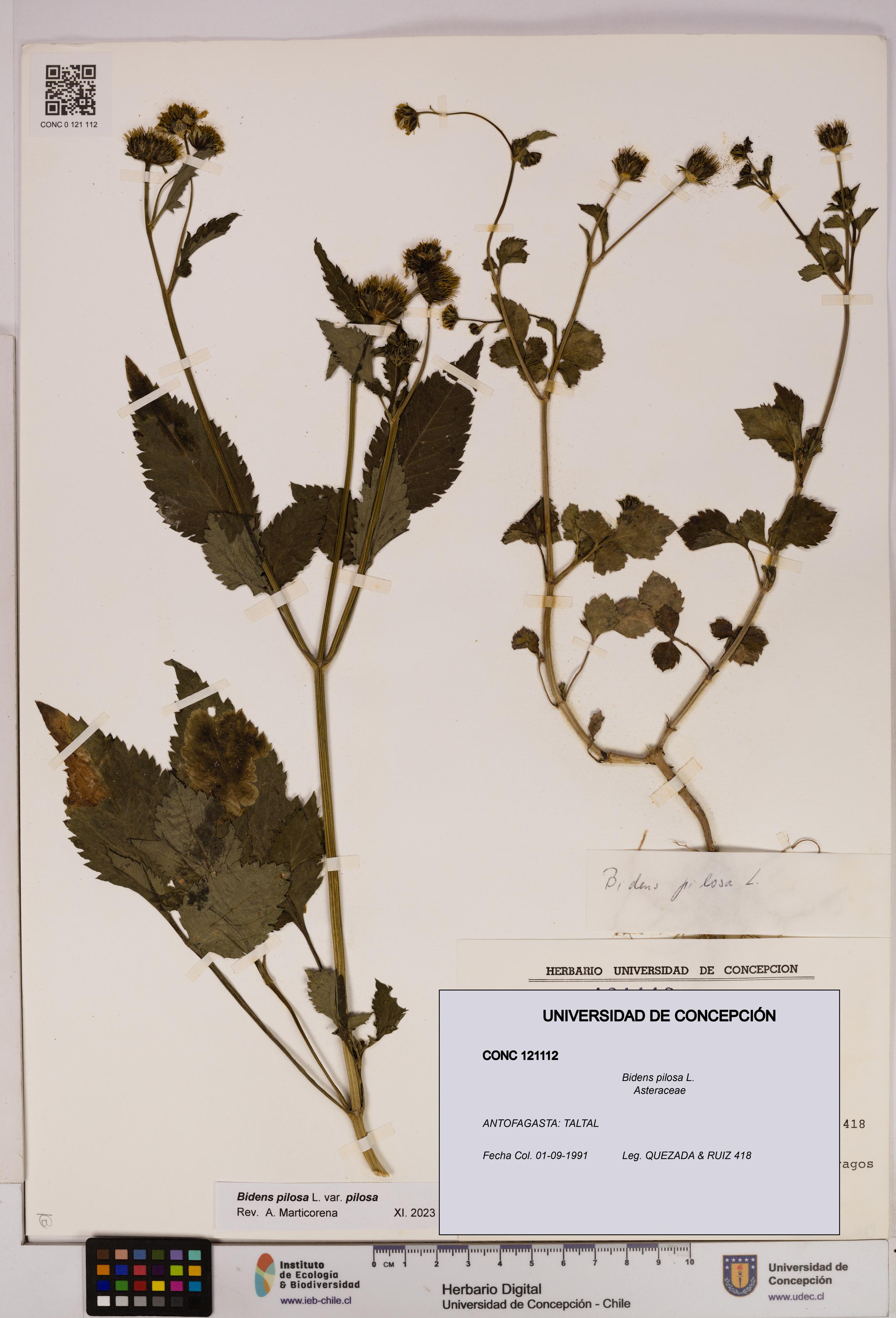 Bidens pilosa [Espécimen: UDEC:CONC:0121112]