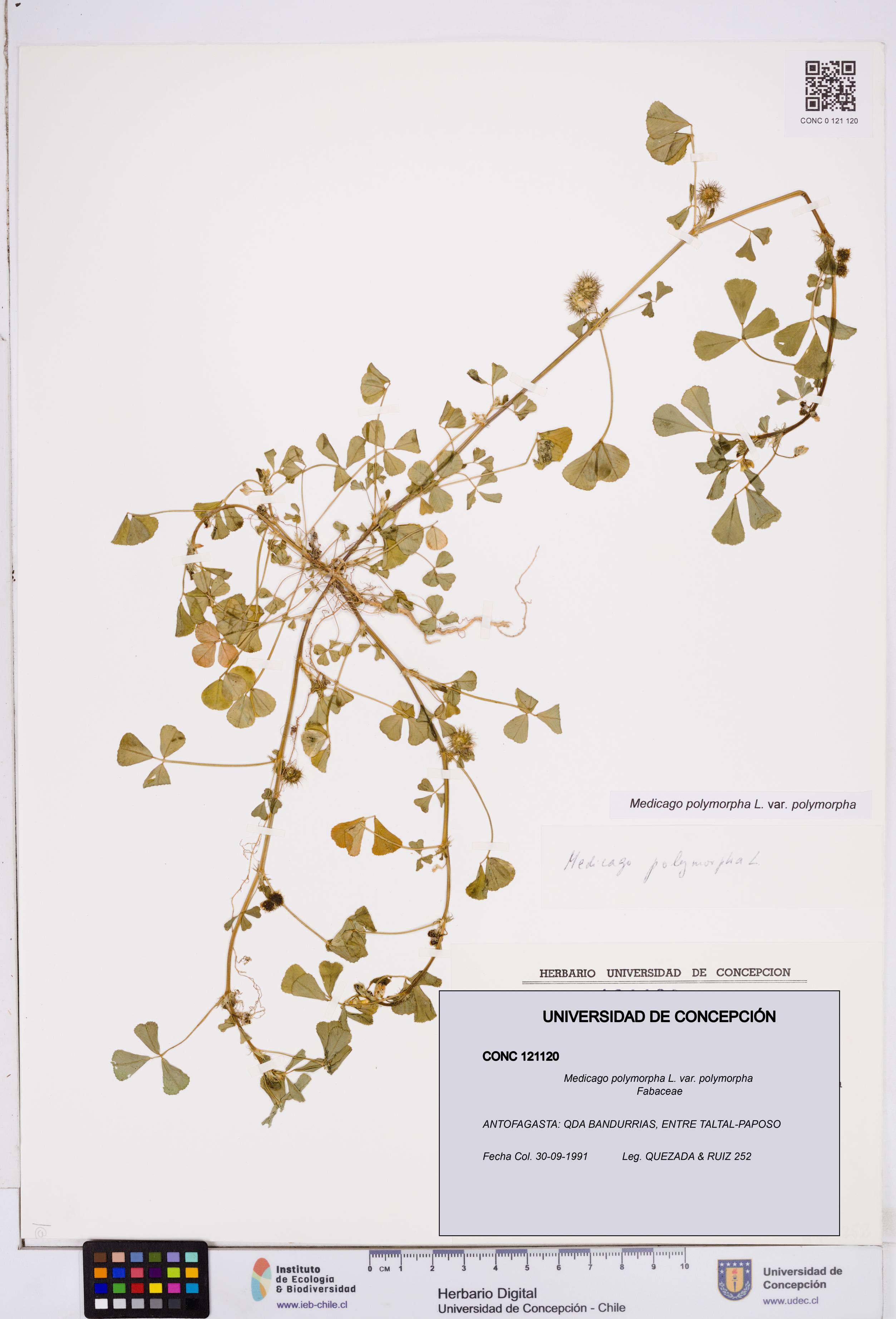 Medicago polymorpha [Espécimen: ]