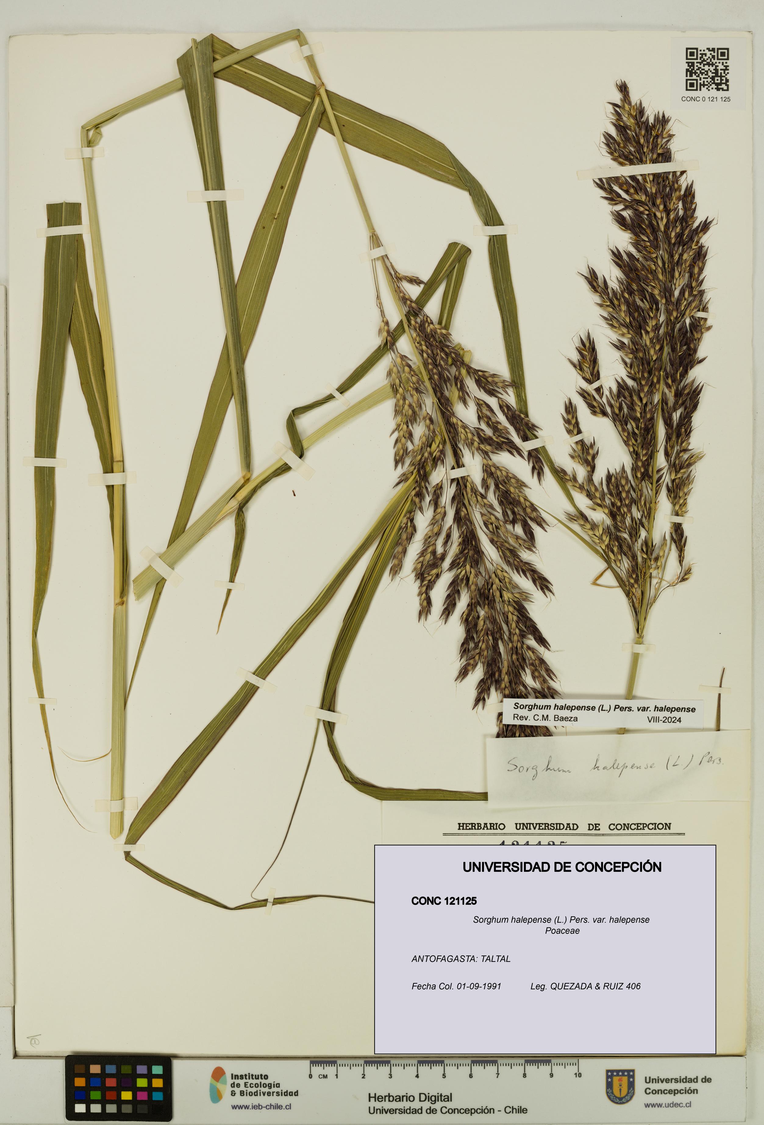 Sorghum halepense var. halepense [Espécimen: UDEC:CONC:0121125]