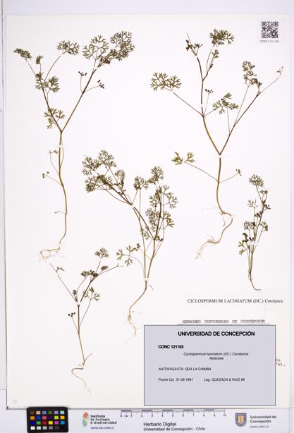 Cyclospermum laciniatum [Espécimen: ]