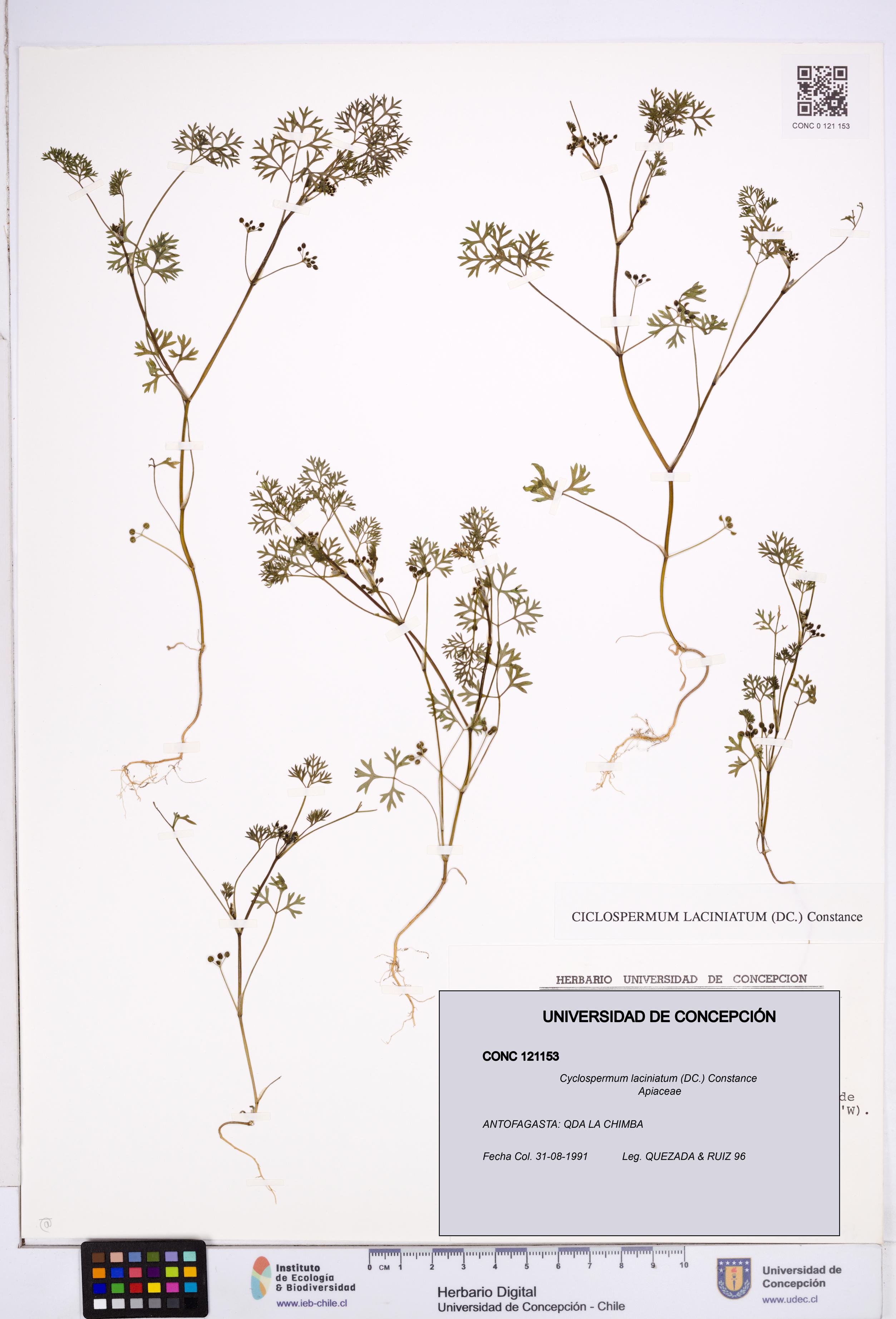 Cyclospermum laciniatum [Espécimen: ]