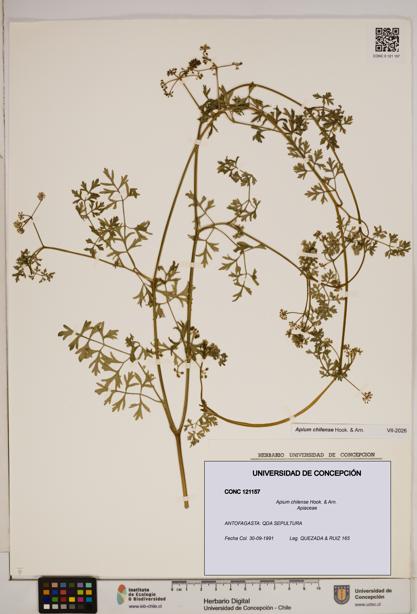 Apium chilense [Espécimen: ]