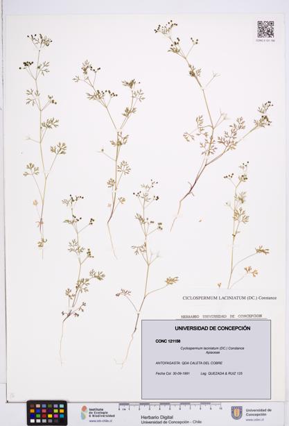 Cyclospermum laciniatum [Espécimen: ]