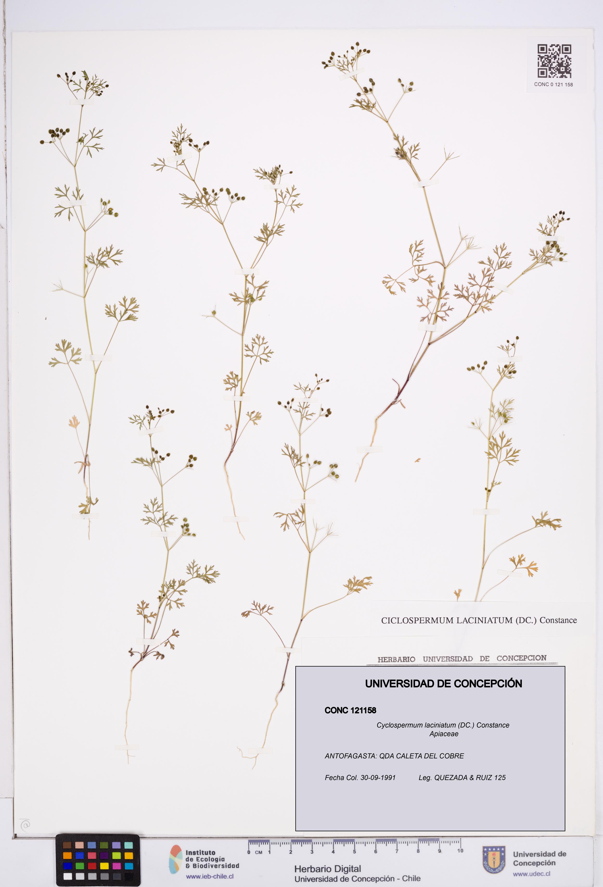 Cyclospermum laciniatum [Espécimen: ]