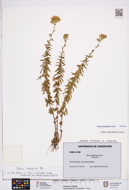 Stevia philippiana [Espécimen: ]