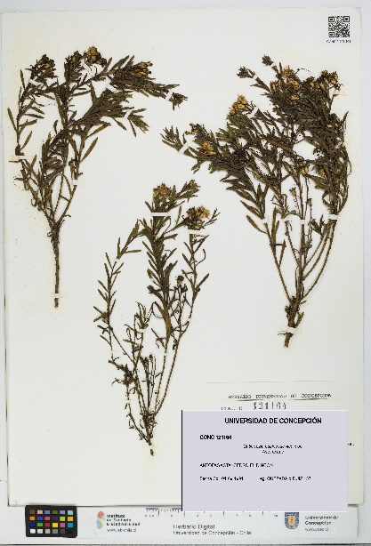 Gutierrezia espinosae [Espécimen: UDEC:CONC:0121164]