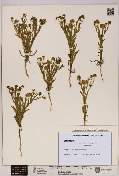Helenium atacamense [Espécimen: UDEC:CONC:0121165]