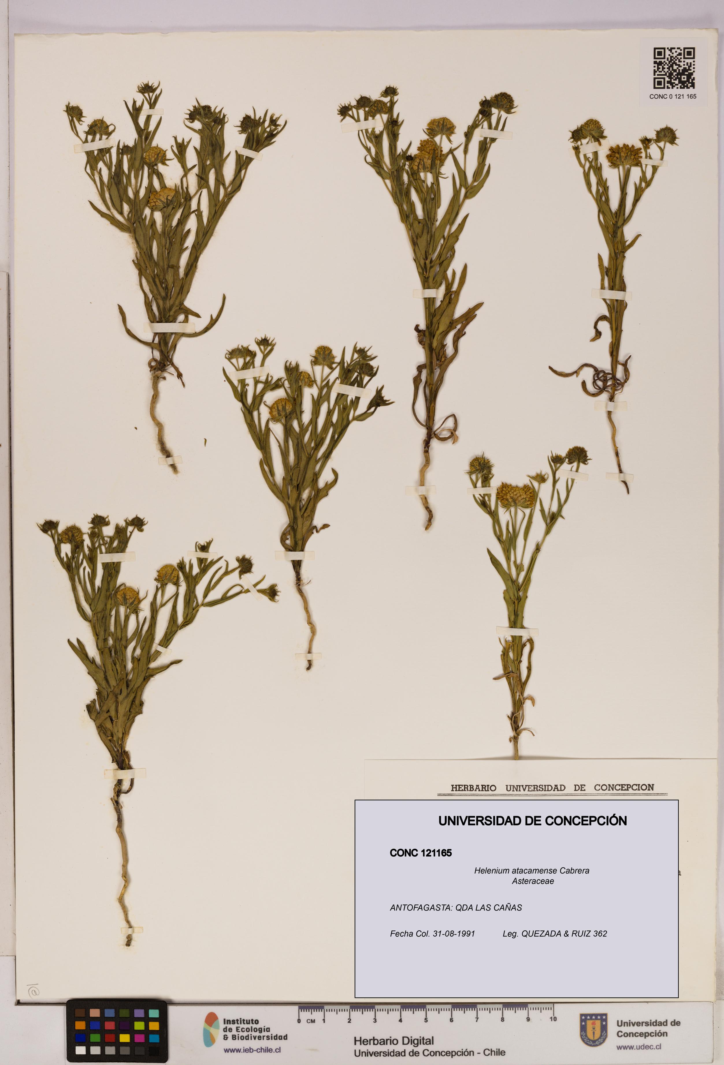 Helenium atacamense [Espécimen: UDEC:CONC:0121165]