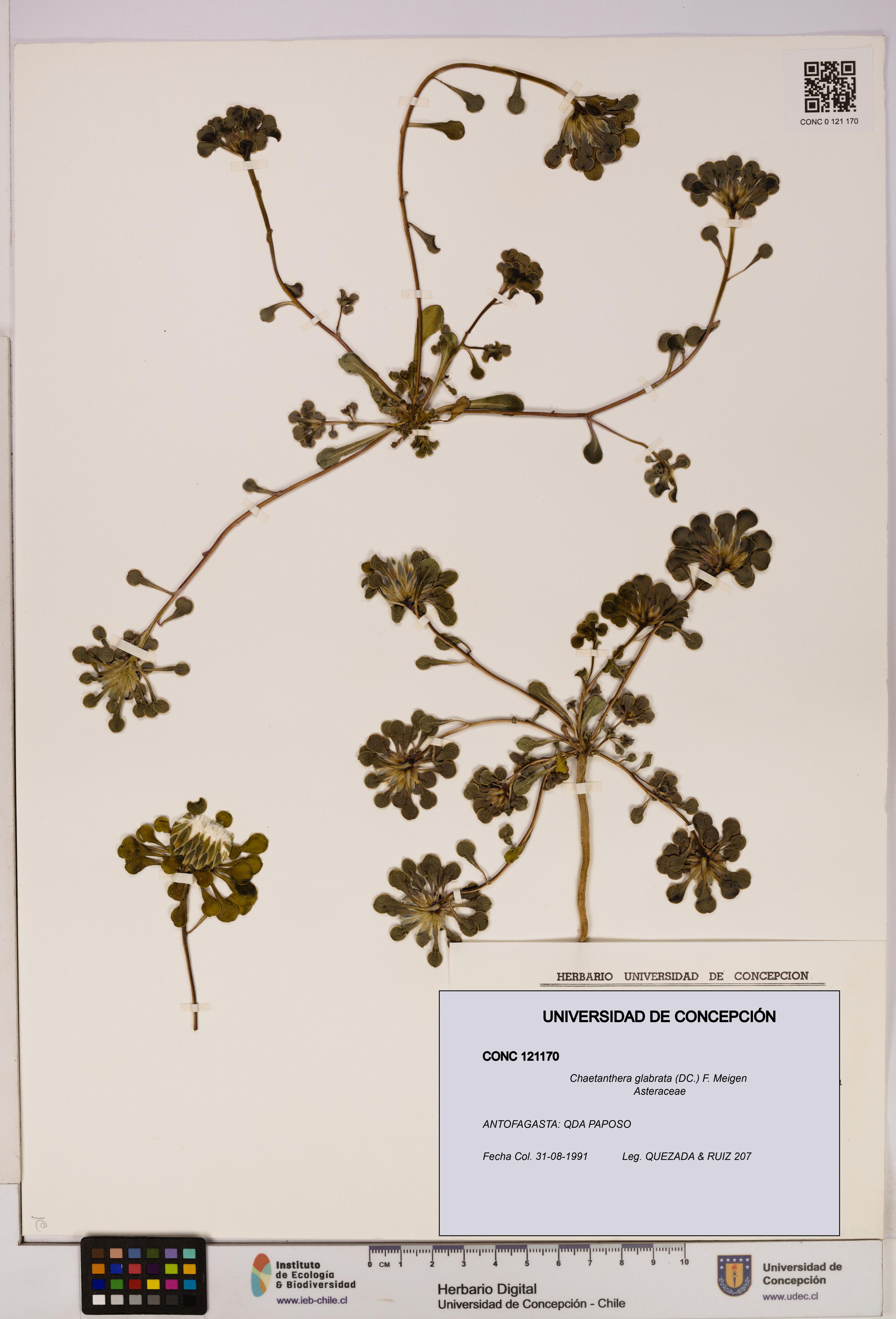 Chaetanthera glabrata [Espécimen: UDEC:CONC:0121170]