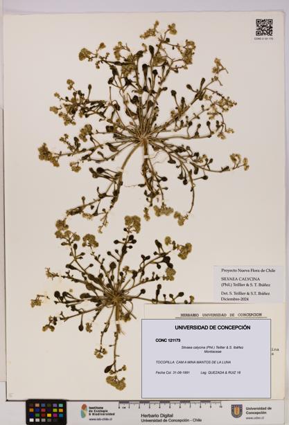 Silvaea calycina [Espécimen: UDEC:CONC:0121173]
