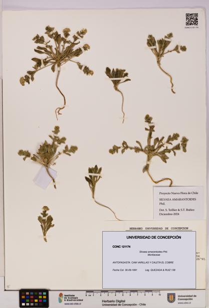 Silvaea amarantoides [Espécimen: UDEC:CONC:0121174]