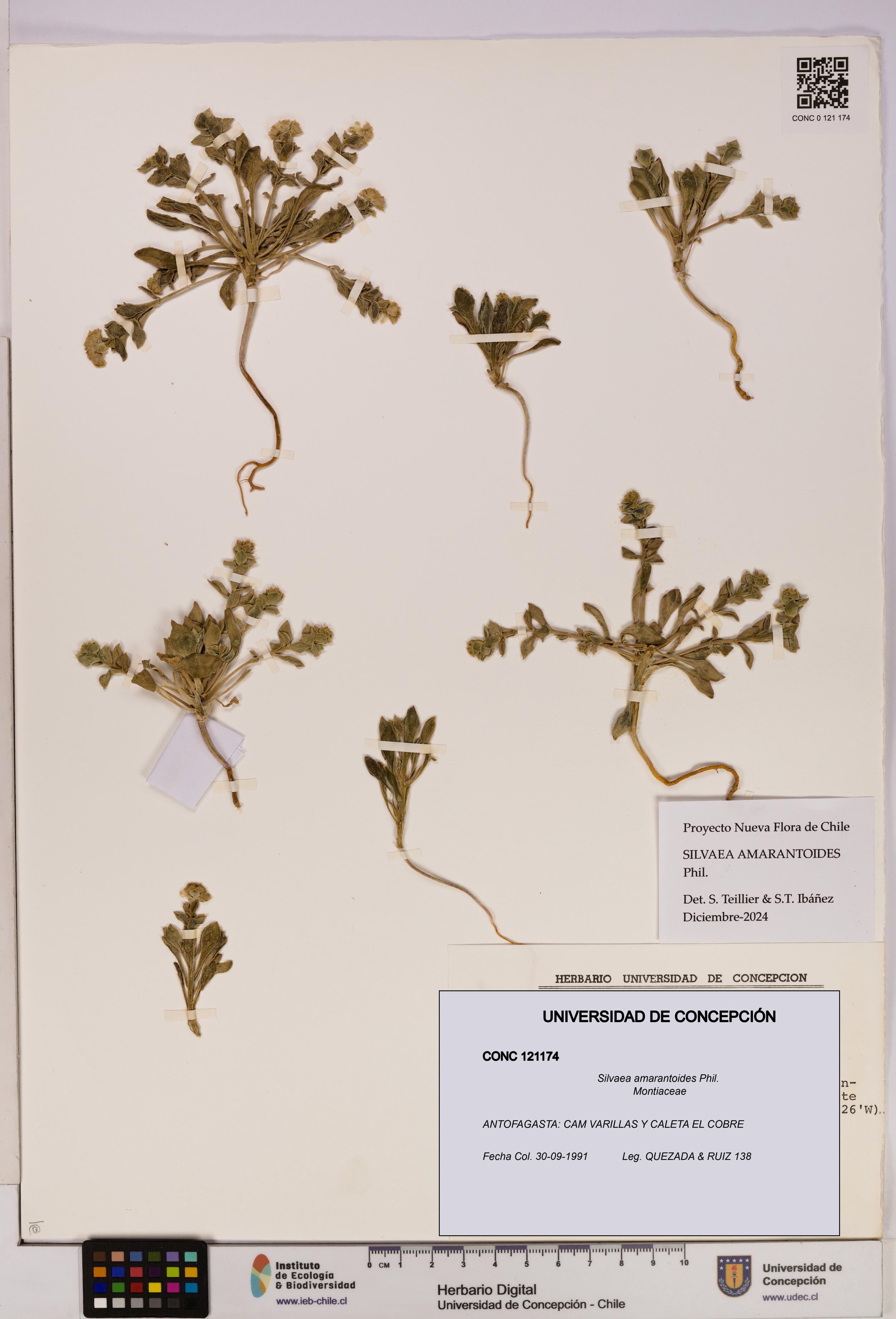 Silvaea amarantoides [Espécimen: UDEC:CONC:0121174]