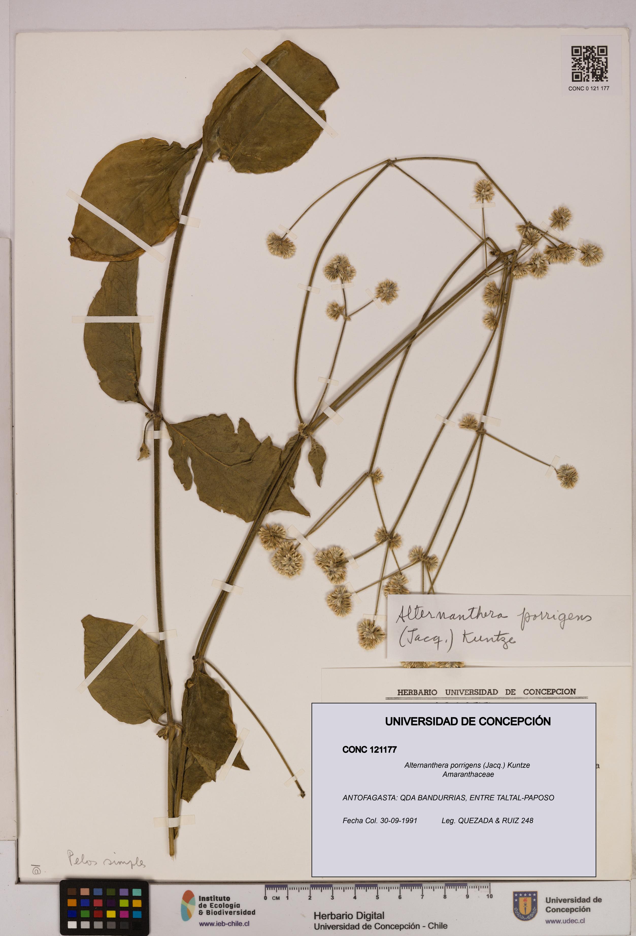 Alternanthera porrigens [Espécimen: UDEC:CONC:0121177]