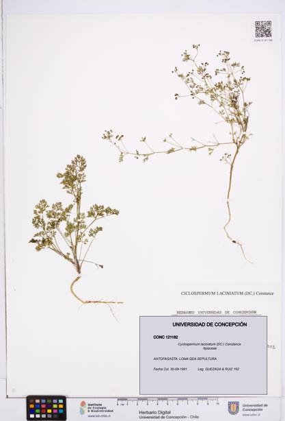 Cyclospermum laciniatum [Espécimen: ]