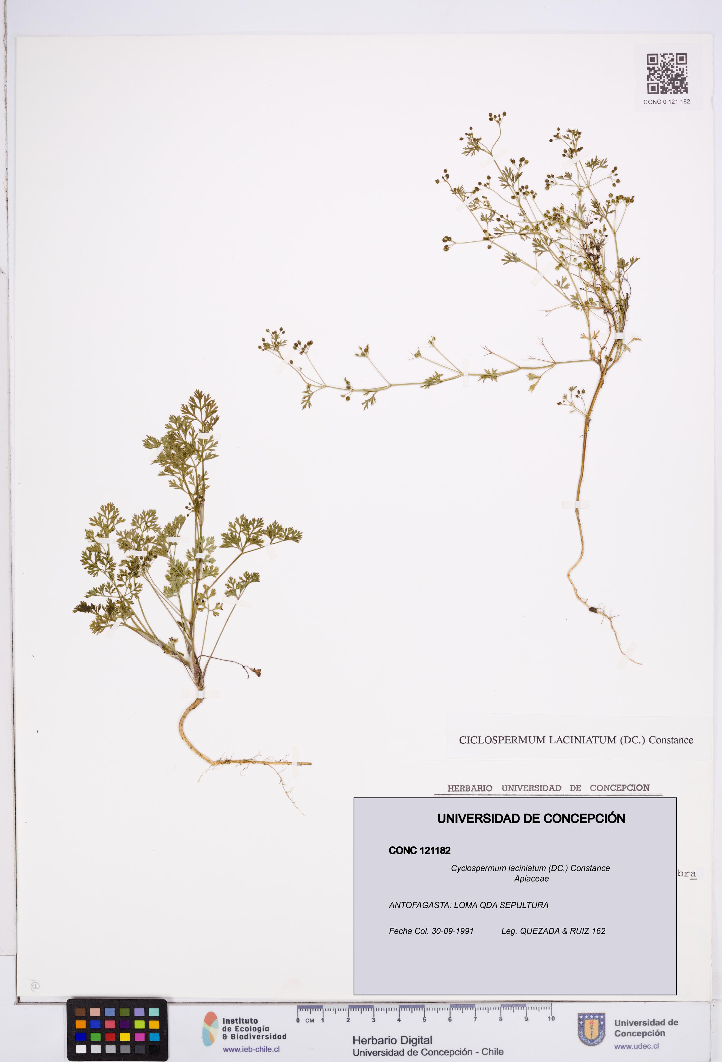 Cyclospermum laciniatum [Espécimen: ]