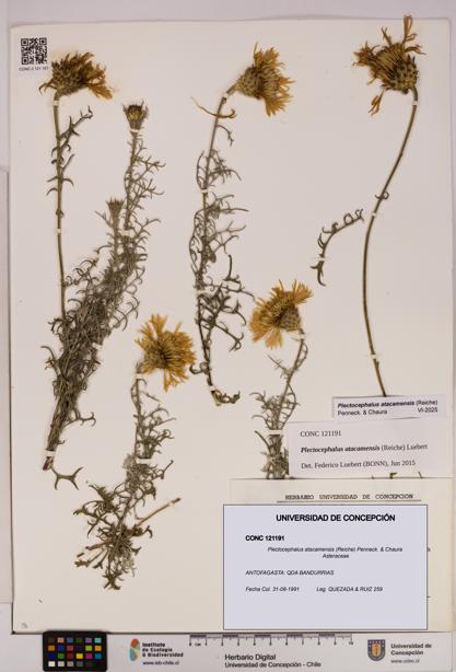 Plectocephalus atacamensis [Espécimen: UDEC:CONC:0121191]