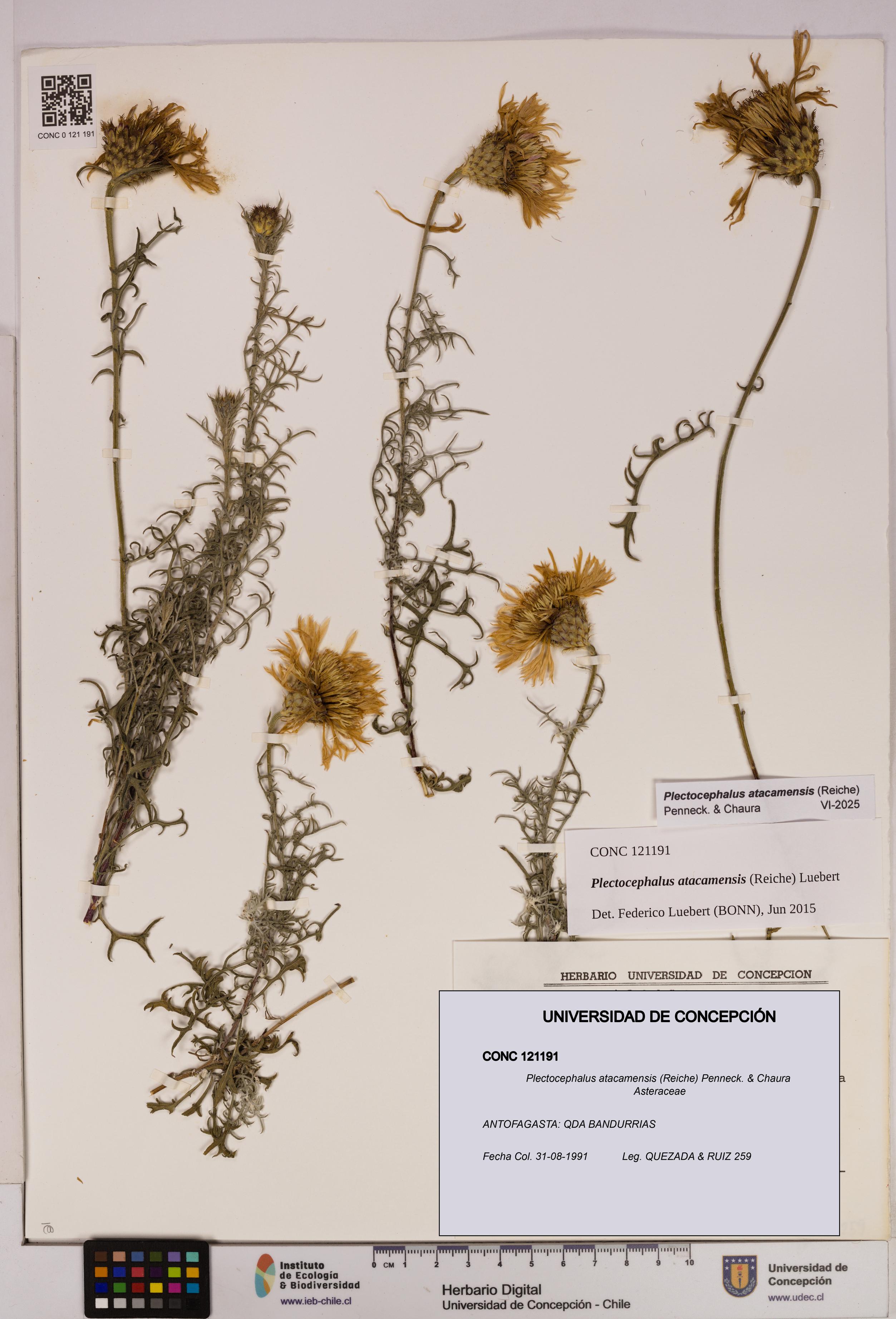 Plectocephalus atacamensis [Espécimen: UDEC:CONC:0121191]